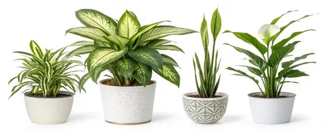 indoor plants that help improve air quality at home