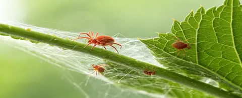 spider mites and webbing damage on plant leaves