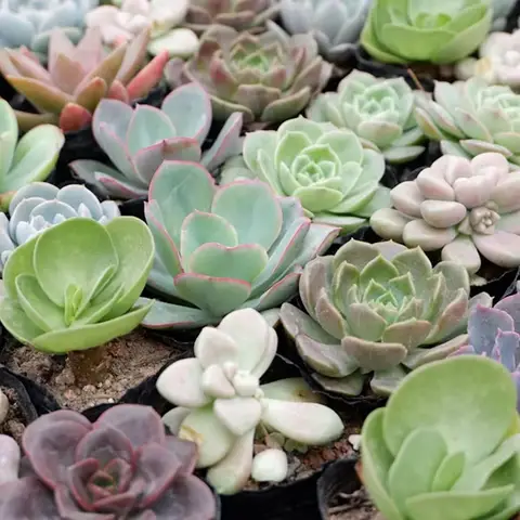 succulents